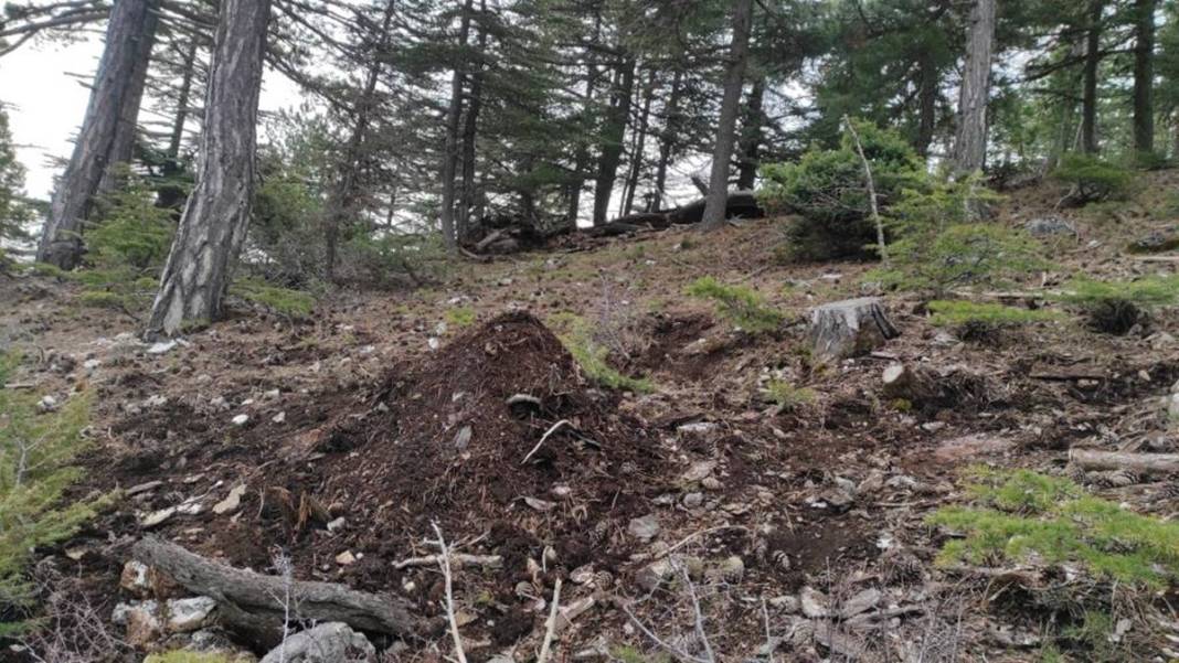 Orman yangınlarından sonra şimdi de 'dumansız yangın' paniği! On binlercesi doğaya salındı 10